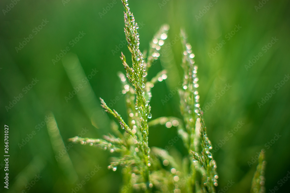 Green bush of grass with ears is covered with dew drops. .Natural lighting effects. Water drops close up. Shallow depth of field. Selective focus, handmade artistic image of nature. Floral landscape