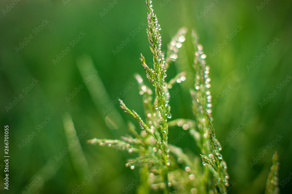 Green bush of grass with ears is covered with dew drops. .Natural lighting effects. Water drops close up. Shallow depth of field. Selective focus, handmade artistic image of nature. Floral landscape