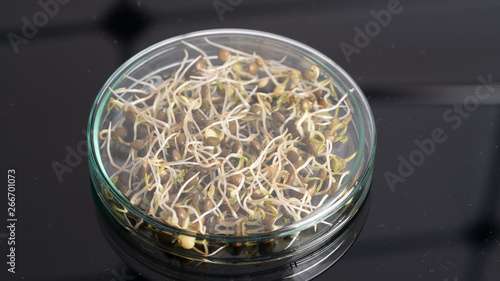 Microgreen sprouts quality control in Sanitary and epidemiological control laboratory