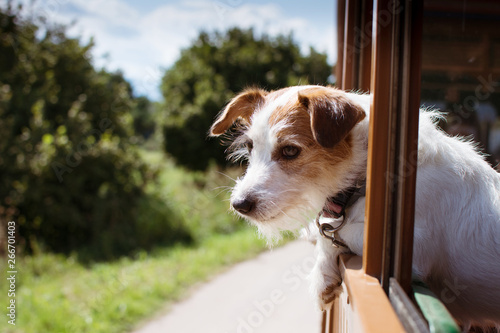 JACK RUSSELL DOG TRAVELING BY TRAIN ON VACATIONS SEASON, DEFOCUSED LANDSCAPE LIKE BACKGROUND.