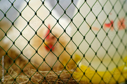 closeup mesh of chicken coop