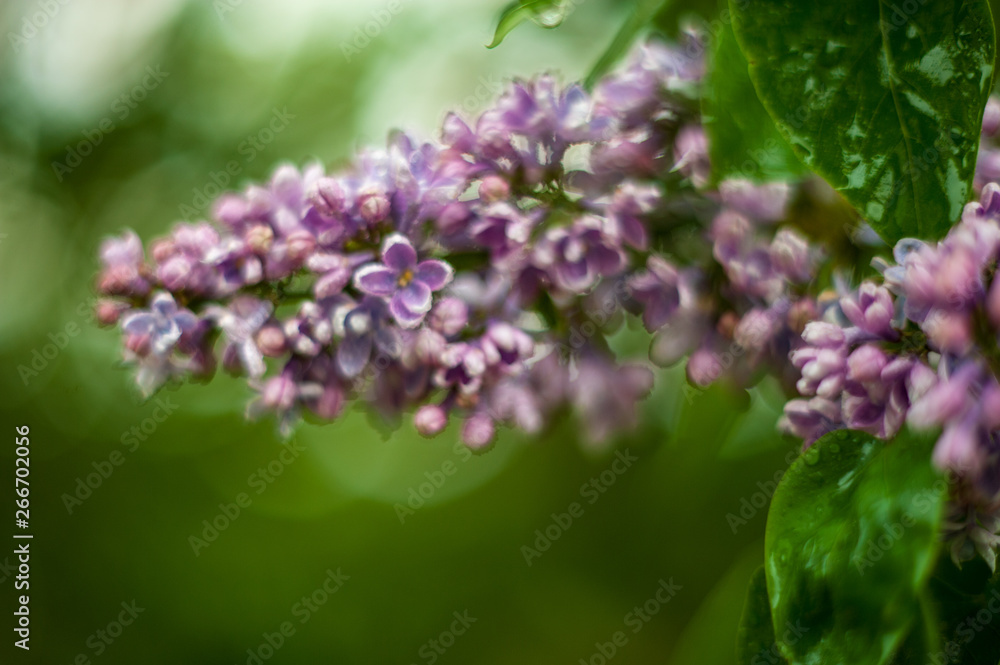 Lilac white pale pinkish-violet color flowers blossom flowers in spring garden. Soft selective focus. Floral natural background spring time season Dreamy gentle air artistic image. author processing Lilac white pale pinkish-violet color flowers blossom flowers in spring garden. Soft selective focus. Floral natural background spring time season Dreamy gentle air artistic image. author processing