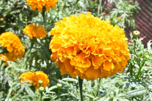 Orange marigold close-up