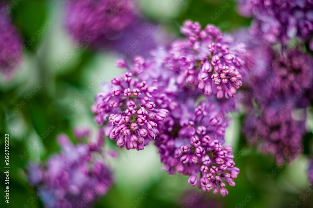 Obraz premium Lilac white pale pinkish-violet color flowers blossom flowers in spring garden. Soft selective focus. Floral natural background spring time season Dreamy gentle air artistic image. author processing