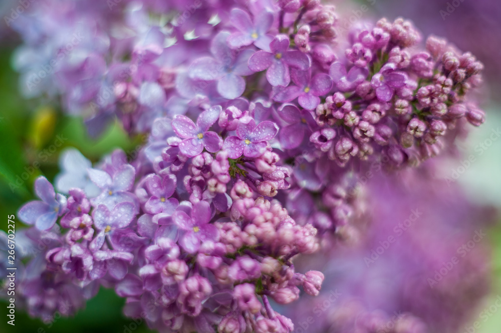 Lilac white pale pinkish-violet color flowers blossom flowers in spring garden. Soft selective focus. Floral natural background spring time season Dreamy gentle air artistic image. author processing Lilac white pale pinkish-violet color flowers blossom flowers in spring garden. Soft selective focus. Floral natural background spring time season Dreamy gentle air artistic image. author processing