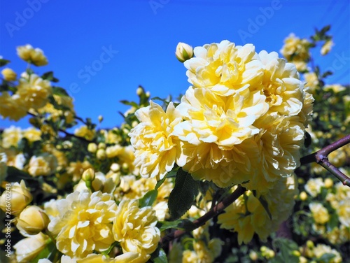 モッコウバラの黄色い花 春の庭