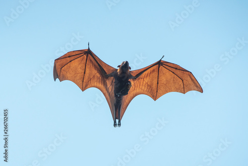 Mother and baby bat flying on blue sly (Lyle's flying fox)