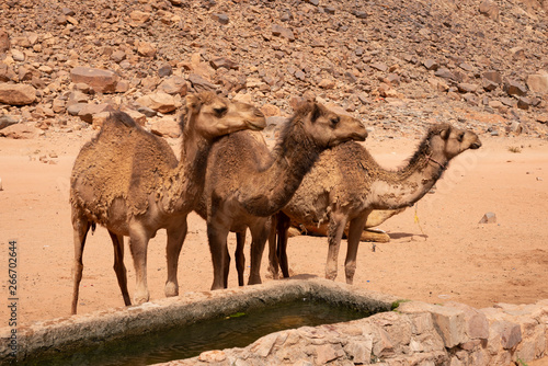 Three camels in front of drinking fountain that looming right