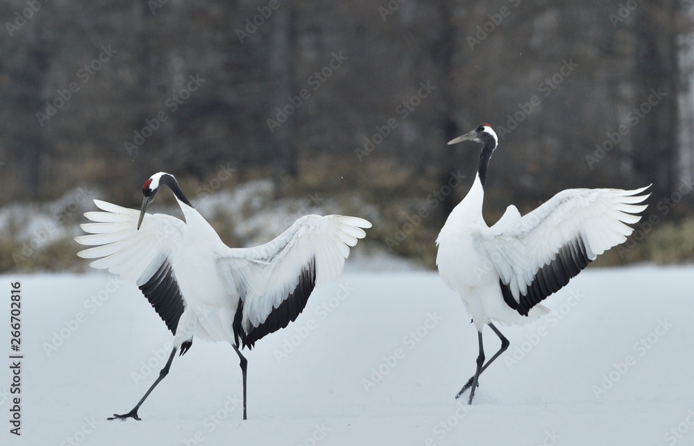 Dancing Cranes. The ritual marriage dance of cranes. The red-crowned crane. Scientific name: Grus japonensis, also called the Japanese crane or Manchurian crane, is a large East Asian Crane.