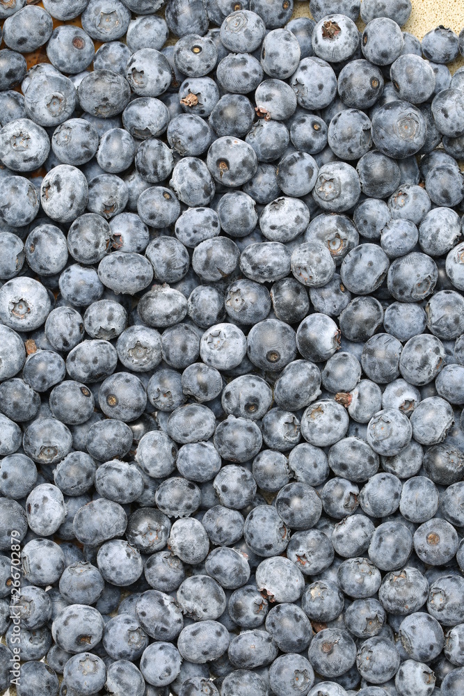 Background of fresh ripe blueberries. Close-up. Background of fresh ripe blueberries. Close-up.
