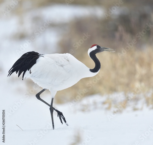 The red-crowned crane. Scientific name: Grus japonensis, also called the Japanese crane or Manchurian crane, is a large East Asian crane. Winter season. Japan.