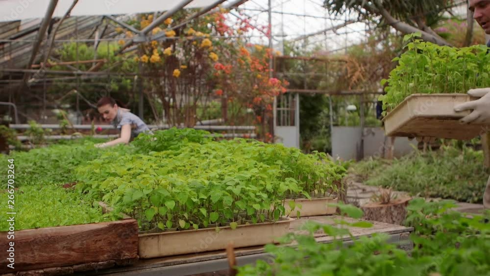 Man and woman gardeners are working in greenhouse. Man and woman gardeners are working in greenhouse.