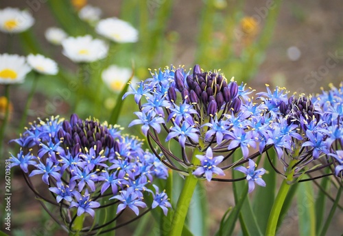 オオツルボの青紫の花 photo