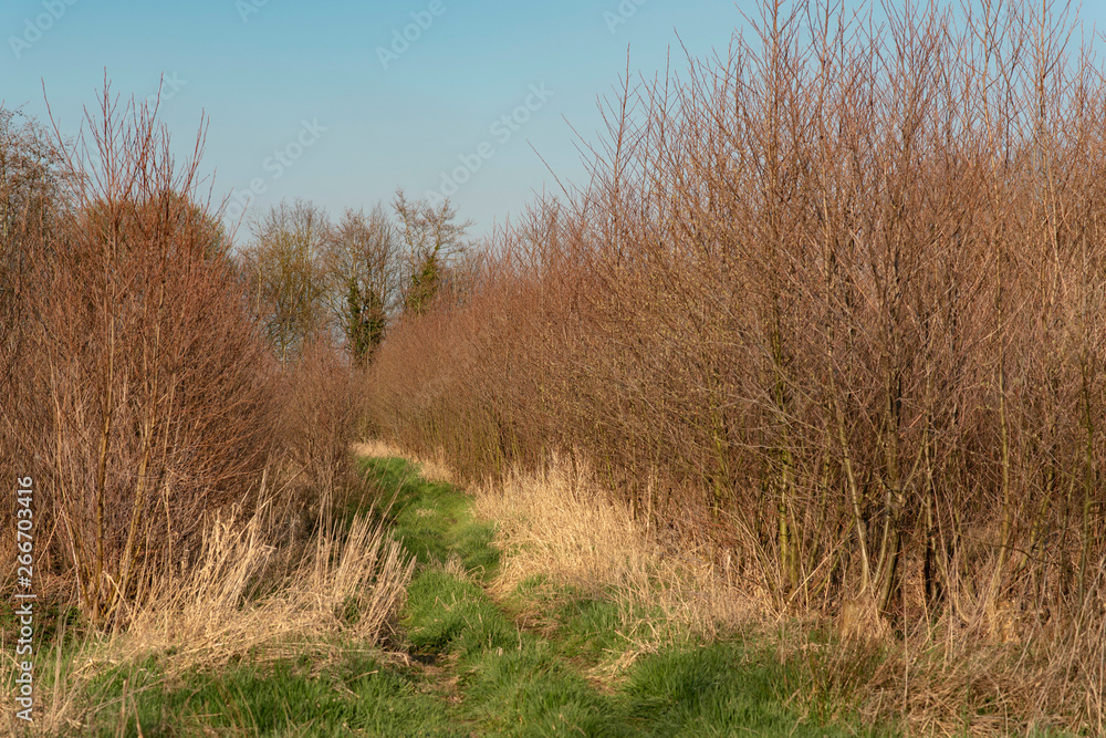 Fototapeta premium Grassy pathway through young forest in early spring.
