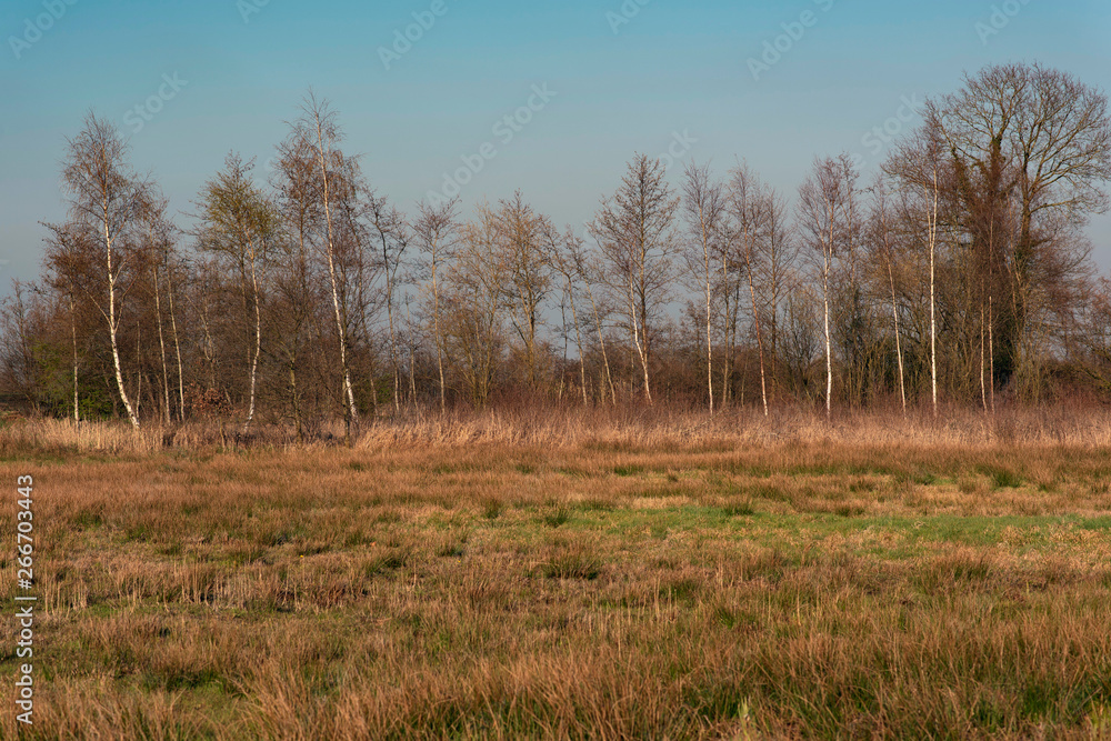 Sunny rural landscape with grasses and birch trees.