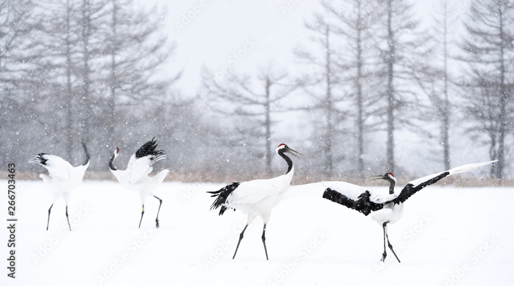 Dancing Cranes. The ritual marriage dance of cranes. The red-crowned crane. Scientific name: Grus japonensis, also called the Japanese crane or Manchurian crane, is a large East Asian Crane. Dancing Cranes. The ritual marriage dance of cranes. The red-crowned crane. Scientific name: Grus japonensis, also called the Japanese crane or Manchurian crane, is a large East Asian Crane.