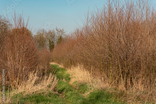 Grassy pathway through young forest in early spring.