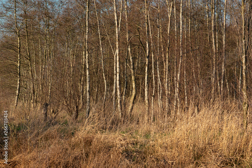 Fototapeta Naklejka Na Ścianę i Meble -  Trunks of birches in sunlight.