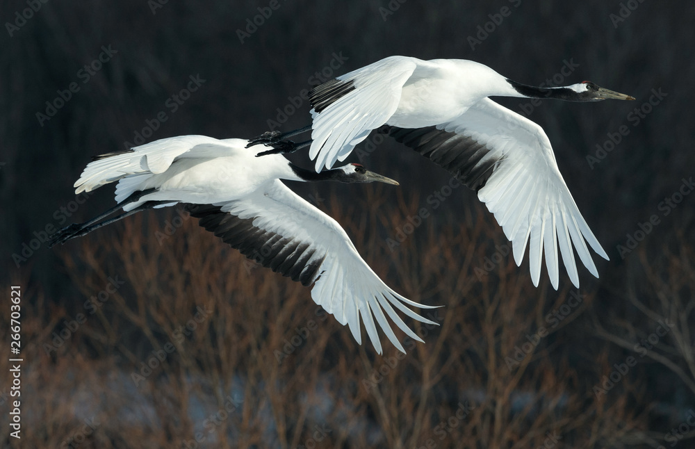 Obraz premium The red-crowned cranes in flight. Dark background of winter forest. Scientific name: Grus japonensis, also called the Japanese crane or Manchurian crane.
