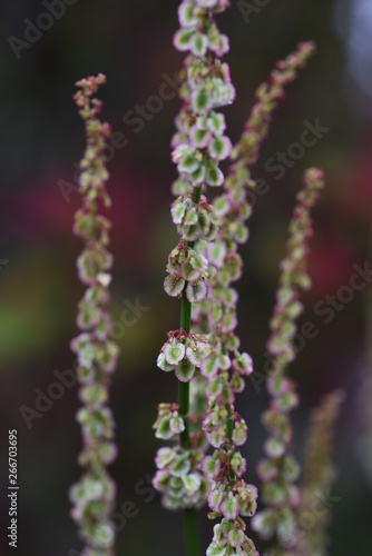 Rumex acetosa flowers (Common sorrel)