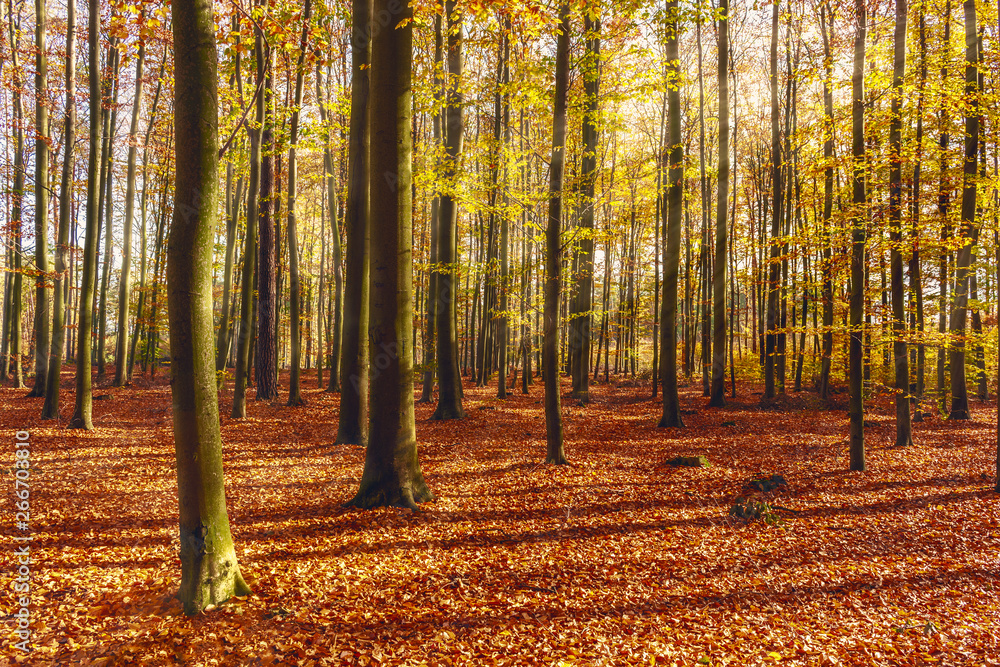 autumn in the forest width sunrays. autumn in the forest width sunrays.