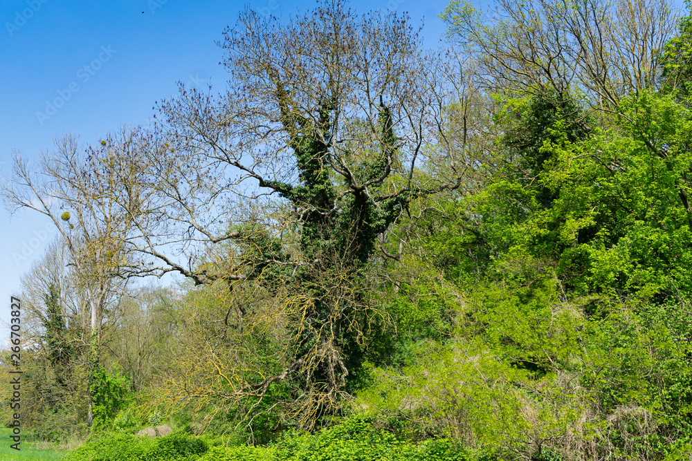Landscape, beginning of a forest with old trees Landscape, beginning of a forest with old trees