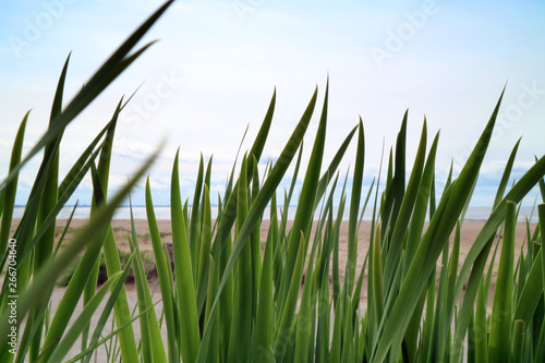 Green grass on blue sky background and beach line as background.