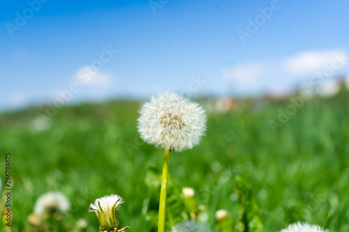 Dandelions on a meadow in front of blue sky