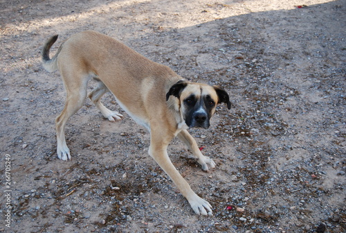 Boxer-Cross Dog Canine Portrait