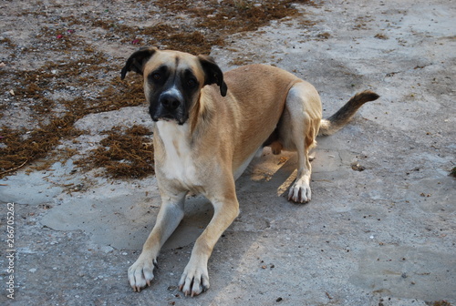 Fototapeta Naklejka Na Ścianę i Meble -  Boxer-Cross Dog Canine Portrait