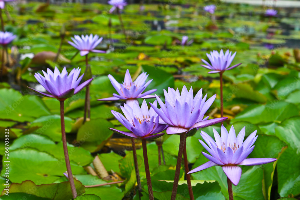 Lotus flower on swarmp in a park Lotus flower on swarmp in a park