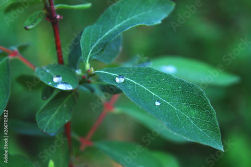 Close up view of water drops on green leaf