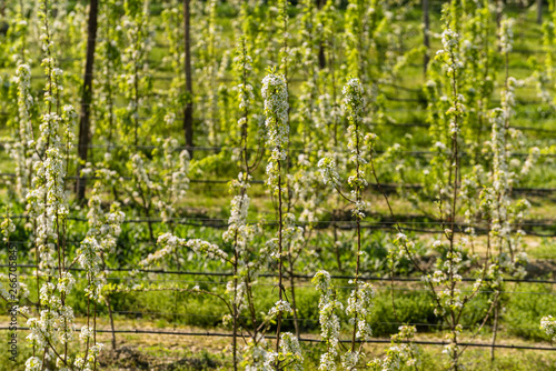 Fototapeta Naklejka Na Ścianę i Meble -  Blooming orchard of pear and apple trees