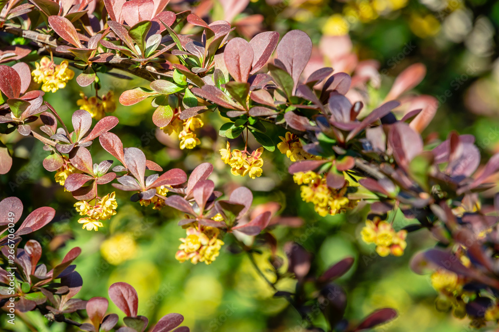 Spring blooming of barberry. Beautiful yellow small flowers of Berberis thunbergii Atropurpurea on branches with purple leaves against beautiful bokeh. Selective focus