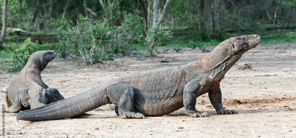 Komodo dragons. Scientific name: Varanus Komodoensis. Natural habitat. Indonesia. Rinca Island. Komodo dragons. Scientific name: Varanus Komodoensis. Natural habitat. Indonesia. Rinca Island.