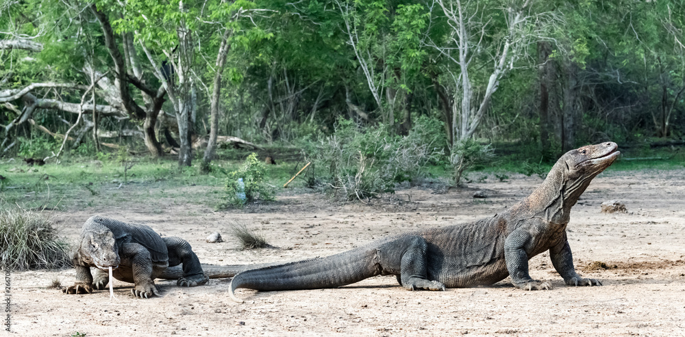 Komodo dragons. Scientific name: Varanus Komodoensis. Natural habitat. Indonesia. Rinca Island. Komodo dragons. Scientific name: Varanus Komodoensis. Natural habitat. Indonesia. Rinca Island.