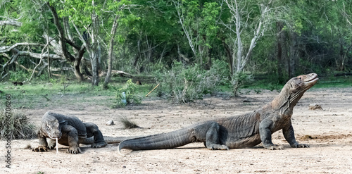 Komodo dragons. Scientific name  Varanus Komodoensis. Natural habitat. Indonesia. Rinca Island.