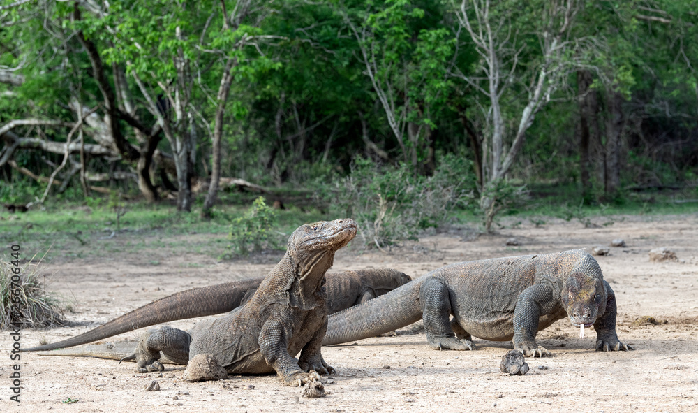 Komodo dragons. Scientific name: Varanus Komodoensis. Natural habitat. Indonesia. Rinca Island. Komodo dragons. Scientific name: Varanus Komodoensis. Natural habitat. Indonesia. Rinca Island.