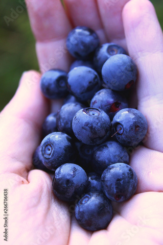 Hands holding fresh blueberries - natural berries in forest