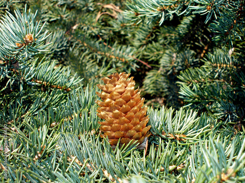Obraz premium forest cone