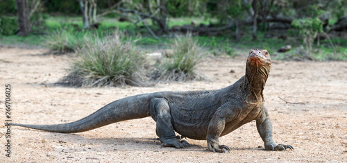 Komodo dragon   scientific name  Varanus komodoensis. Natural habitat.  Indonesia.