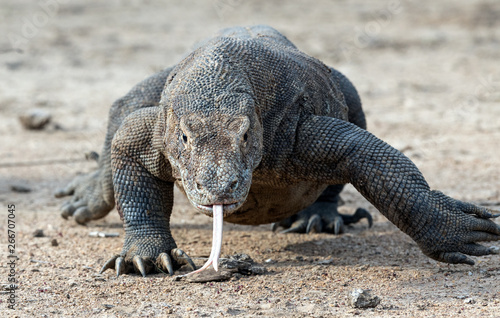 Walking komodo dragon  with the  forked tongue sniff air.  The Komodo dragon. Scientific name  Varanus komodoensis. Natural habitat. Indonesia.