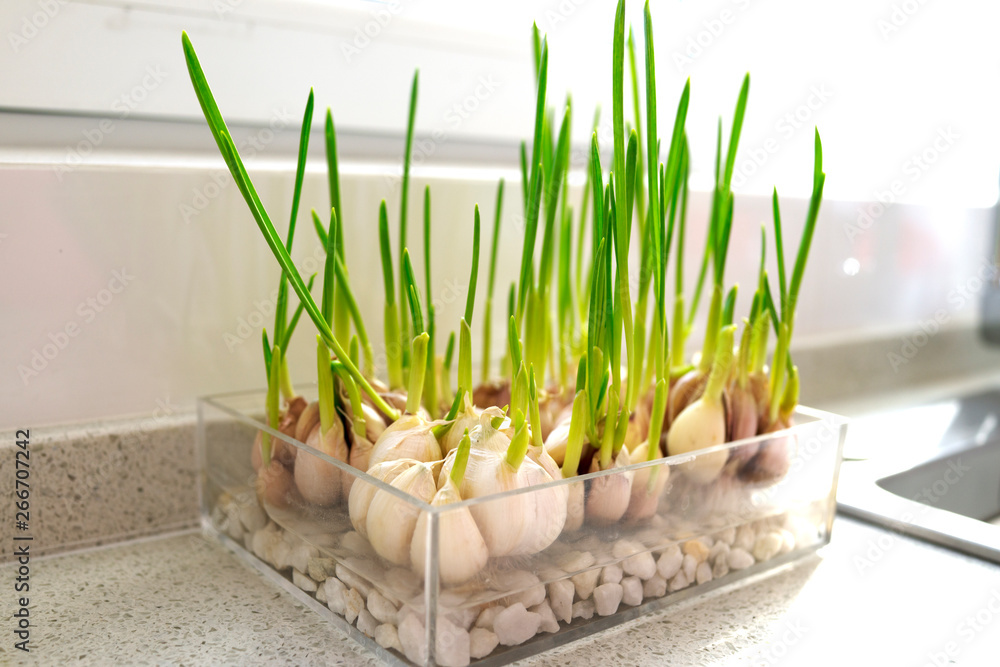 Fototapeta premium Growing green onion in a glass pot on granite countertop. Herbs kitchen garden.
