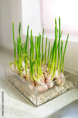 Growing green onion in a glass pot on granite countertop. Herbs kitchen garden.