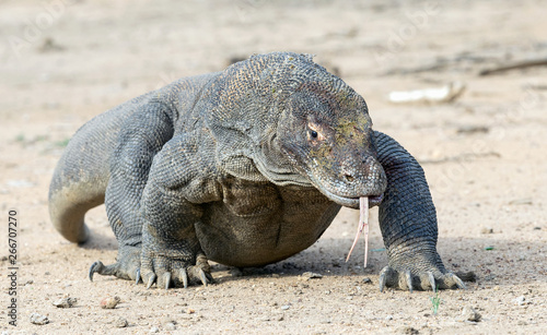 Walking komodo dragon  with the  forked tongue sniff air.  The Komodo dragon. Scientific name  Varanus komodoensis. Natural habitat. Indonesia.