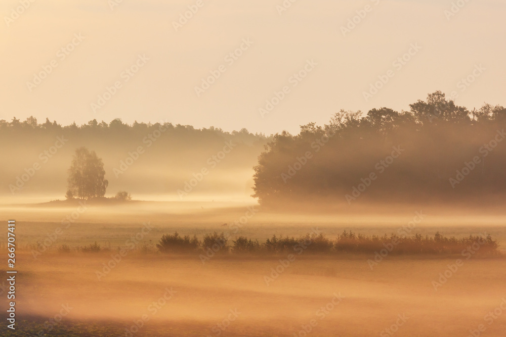 First sun rays light the foggy forest valley in Ruissalo park, Finland First sun rays light the foggy forest valley in Ruissalo park, Finland