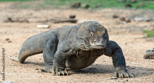 Walking komodo dragon, front view. Close up. Scientific name: Varanus Komodoensis. Natural habitat.  Indonesia. Rinca Island.