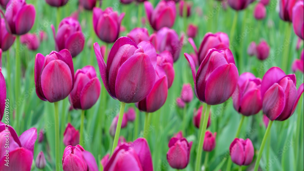 beautiful black red tulips in the garden. Backgraund, texture. spring.