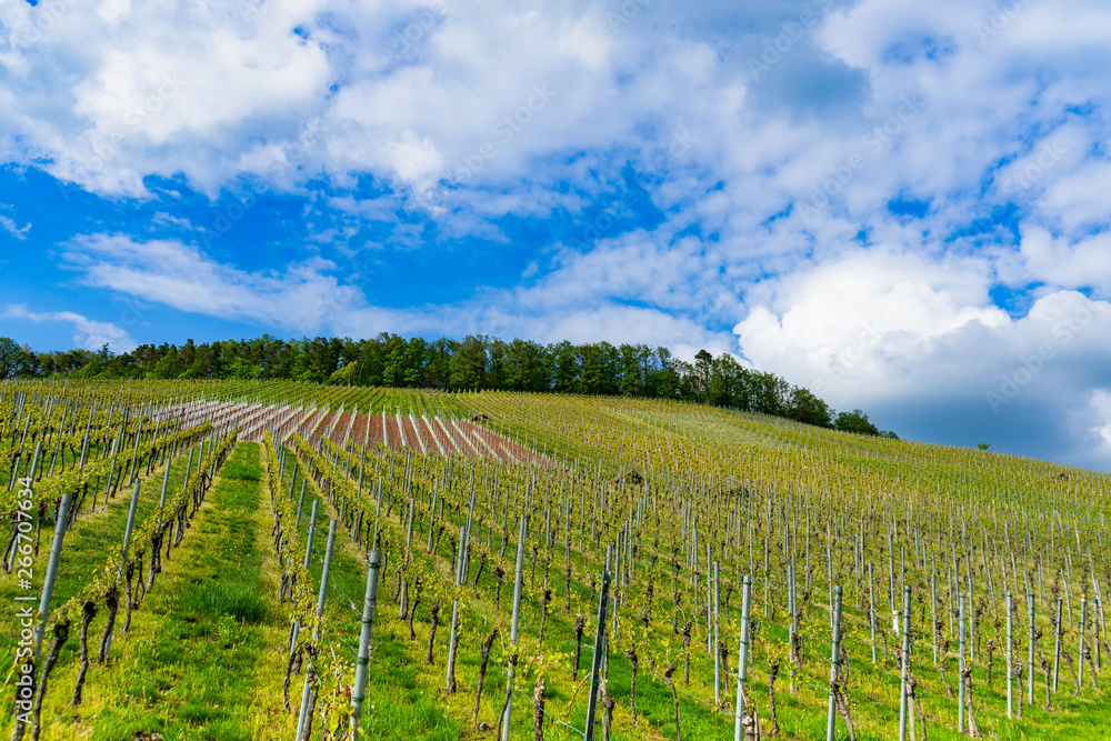 Landscape, view through the vineyards on a sunny day with clouds