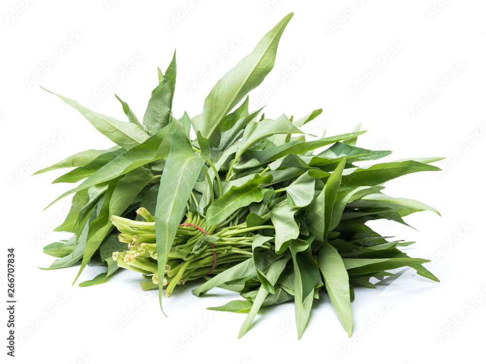 Water spinach isolated on white background Water spinach isolated on white background